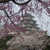 桜と姫路城