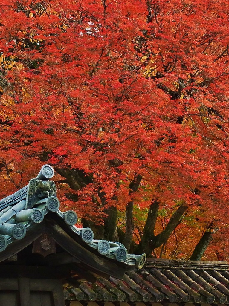 RIMG0266 - コピー