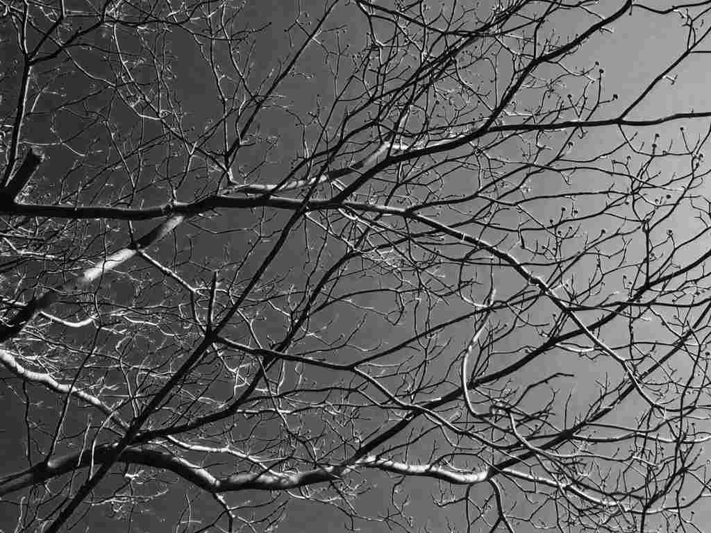 枯れ枝の向こうは・・・