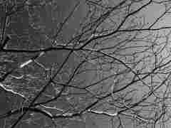 枯れ枝の向こうは・・・