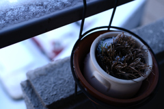 初雪