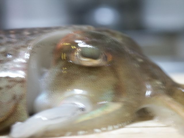 やられる！！！！
