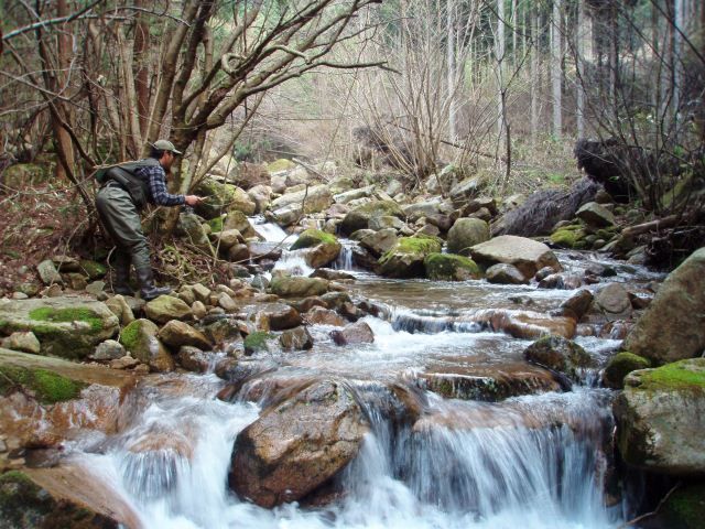 瀬戸際の渓魚たち