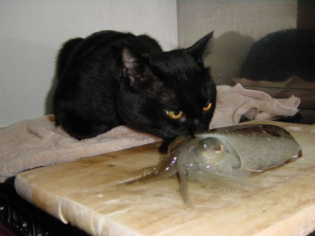烏賊ＶＳ猫