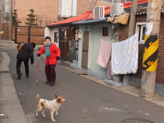 犬と布団とばーさんたち。