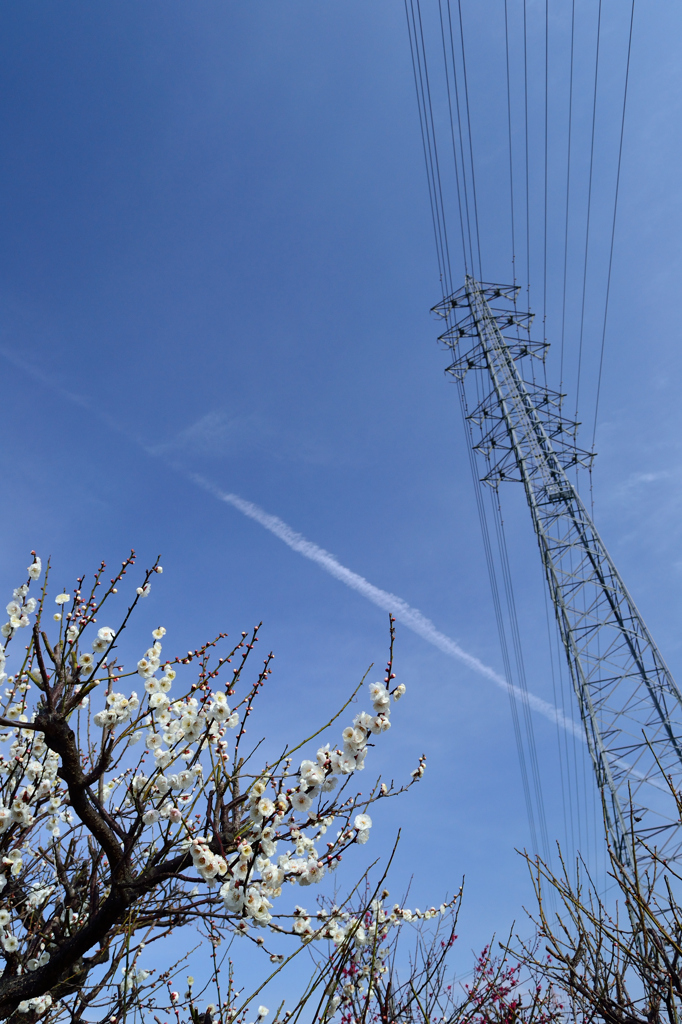 梅の花と春の空