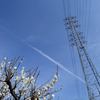 梅の花と春の空