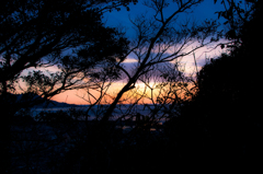 雑木越しの夕日
