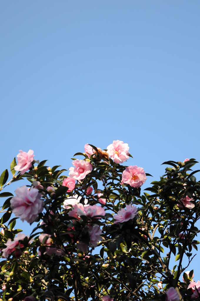 pink and blue