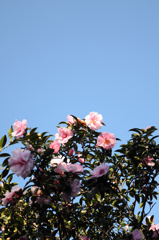 pink and blue