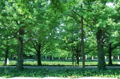 midori