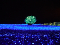 冬華の競演