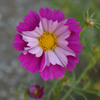 P1000388