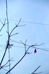 電球
