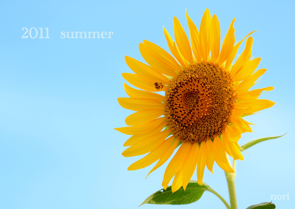 2011　ｓｕｍｍｅｒ