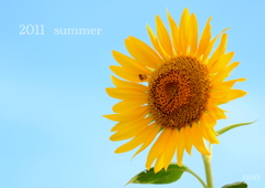 2011　ｓｕｍｍｅｒ