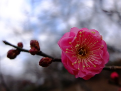 初梅花