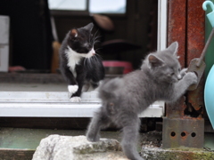 野良猫