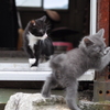 野良猫
