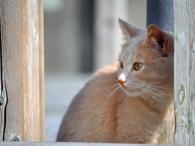 野良猫