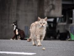 野良猫
