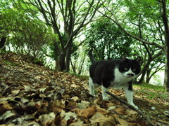 野良猫