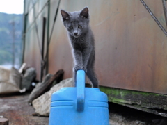 野良猫