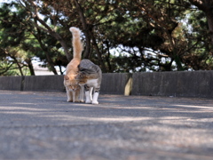 野良猫