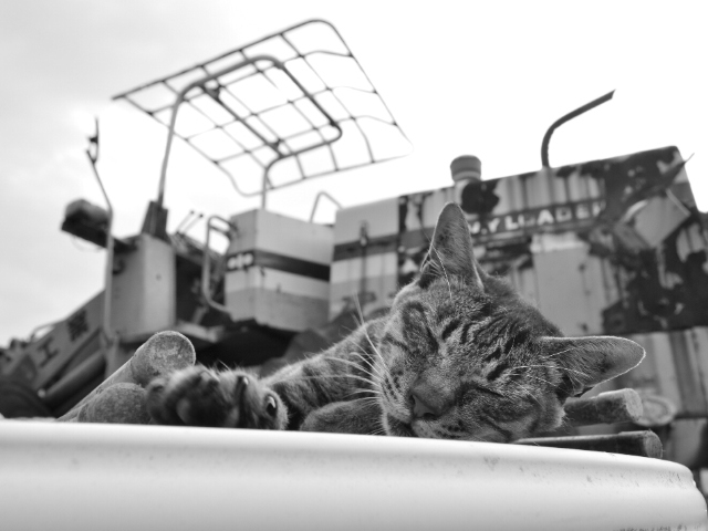 野良猫
