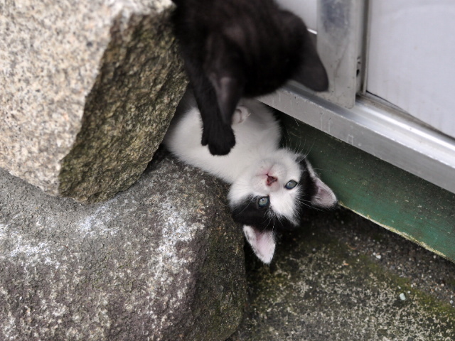 野良猫