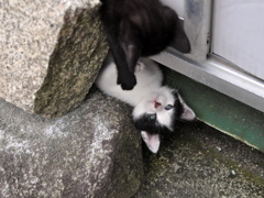 野良猫