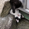 野良猫