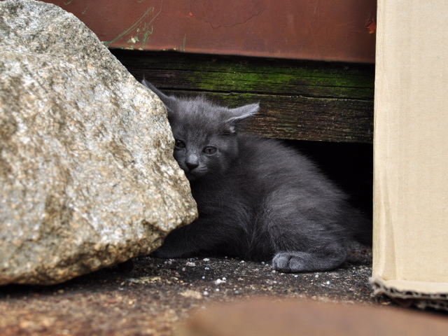 野良猫