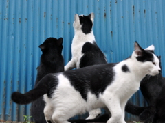 野良猫