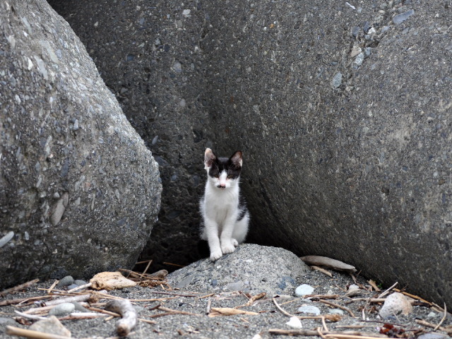 野良猫