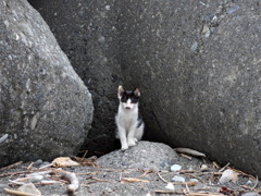 野良猫