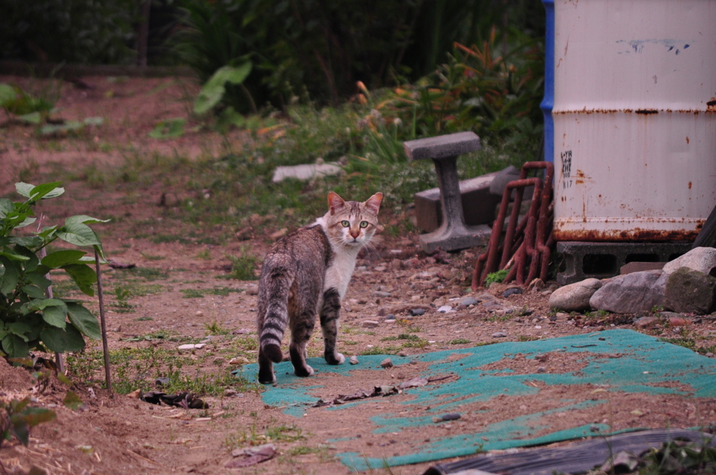野良猫