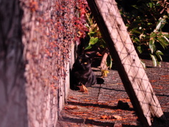 野良猫