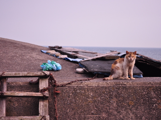 野良猫