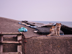 野良猫