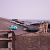 野良猫