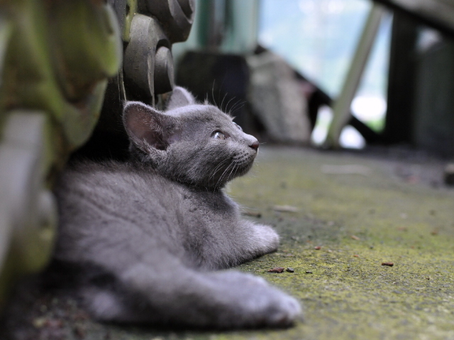 野良猫