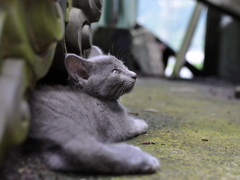 野良猫
