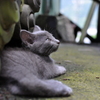 野良猫