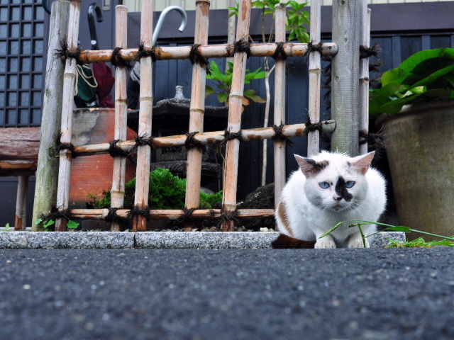 野良猫