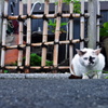 野良猫