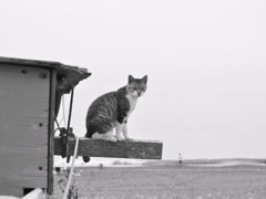 野良猫