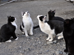 野良猫