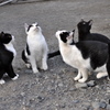 野良猫