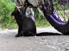 あくび